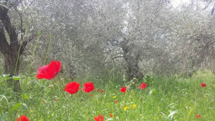 Afbeeldingen/klaprozen in de olijfboomgaard.jpg