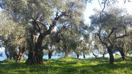 Afbeeldingen/oude olijfbomen aan zee.jpg